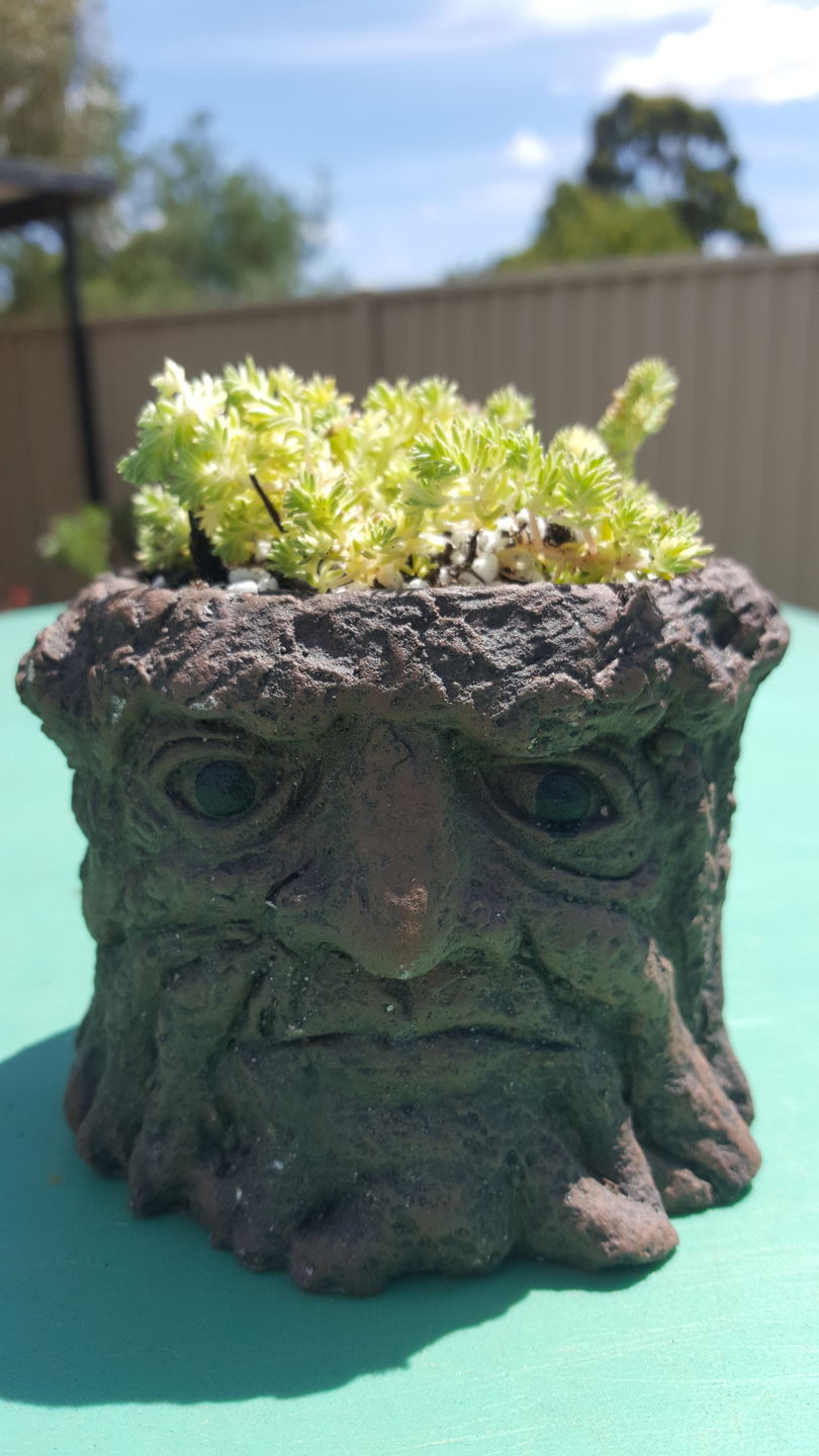 Customer photo review of Sedum Japonicum variegata - Matcha Latte