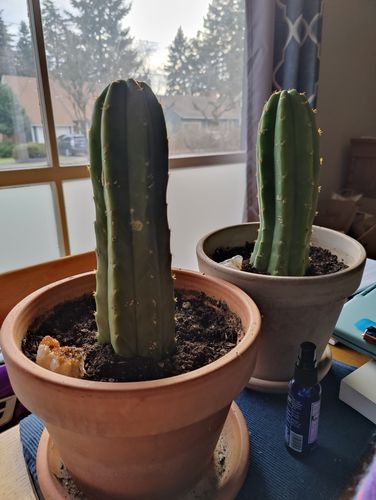 Customer photo review of San Pedro Cactus Cuttings | Trichocereus pachanoi Cuttings