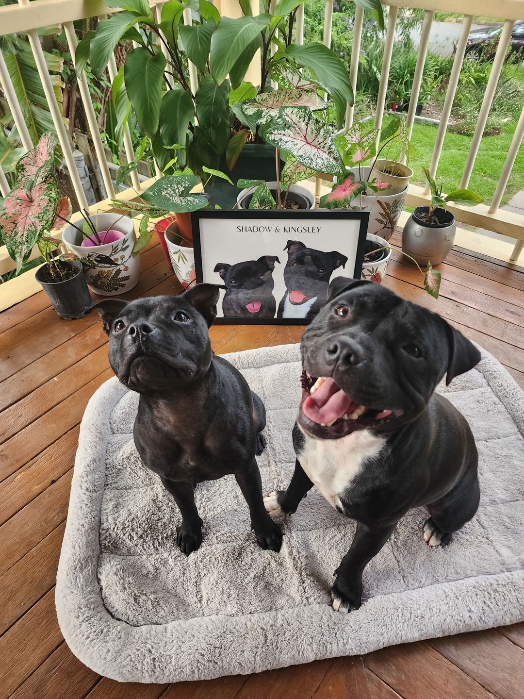 Customer photo review of Two-Pet Portrait