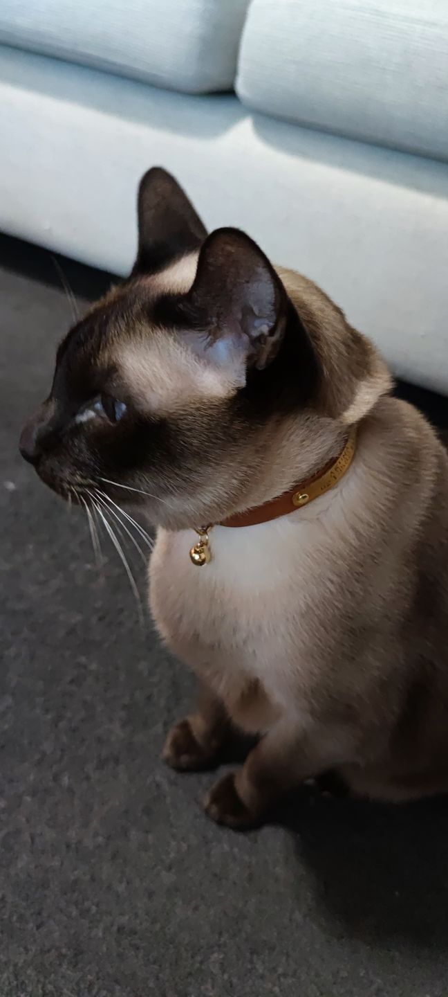 Customer photo review of Leather Cat Collar with Nameplate - Custom Sized