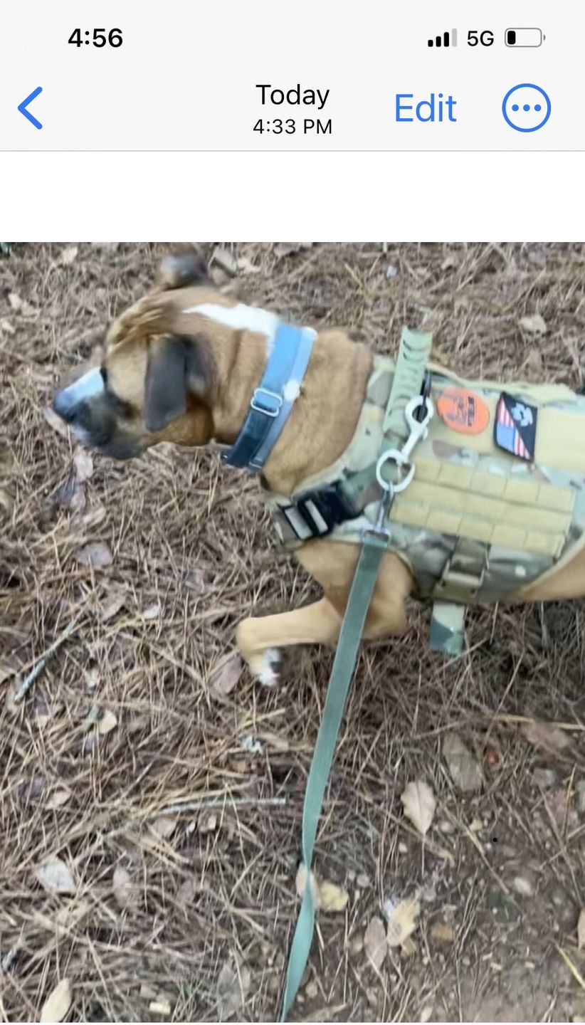Customer photo review of Tactical No Pull Dog Harness v2