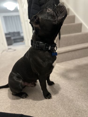 Customer photo review of Dog AirTag Collars (S-XL) - SPRK