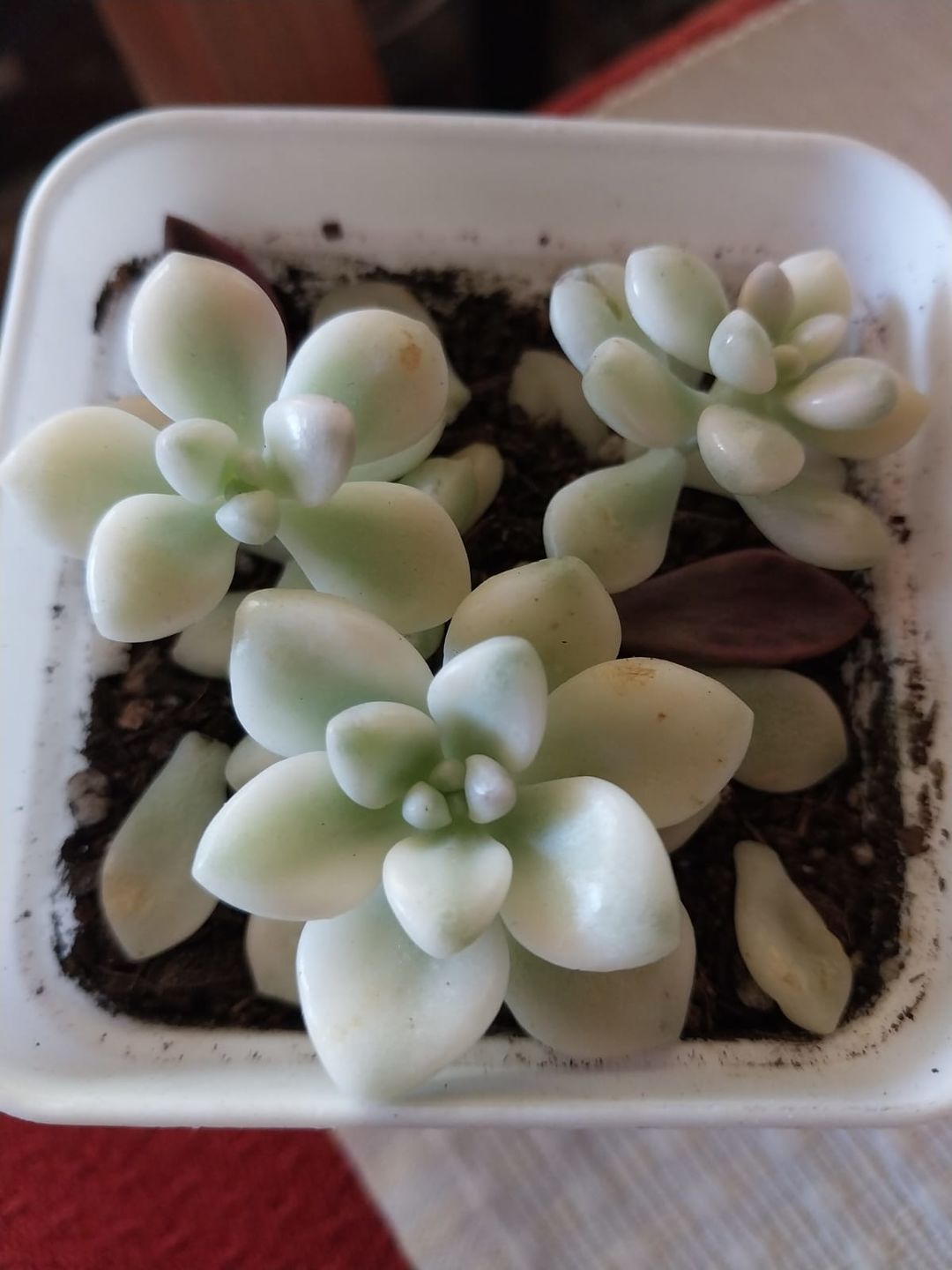 Customer photo review of Graptopetalum Mendozae Variegata Cuttings