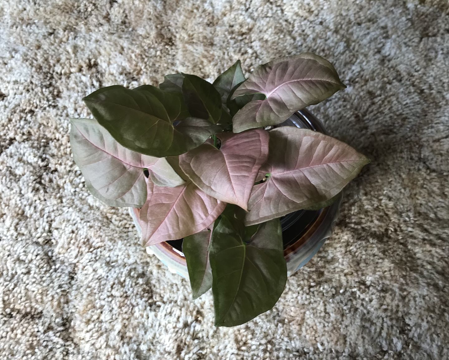 Customer photo review of 4" Syngonium podophyllum 'Neon Robusta'