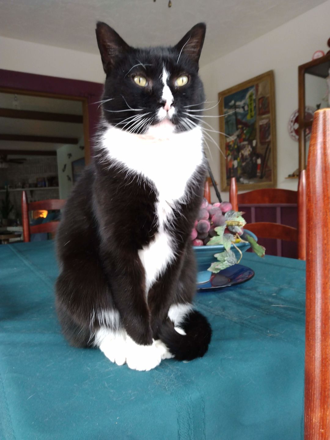 Customer photo review of Urinary Tract Infection and Kidney Support Remedy for Cats (450 Pills)