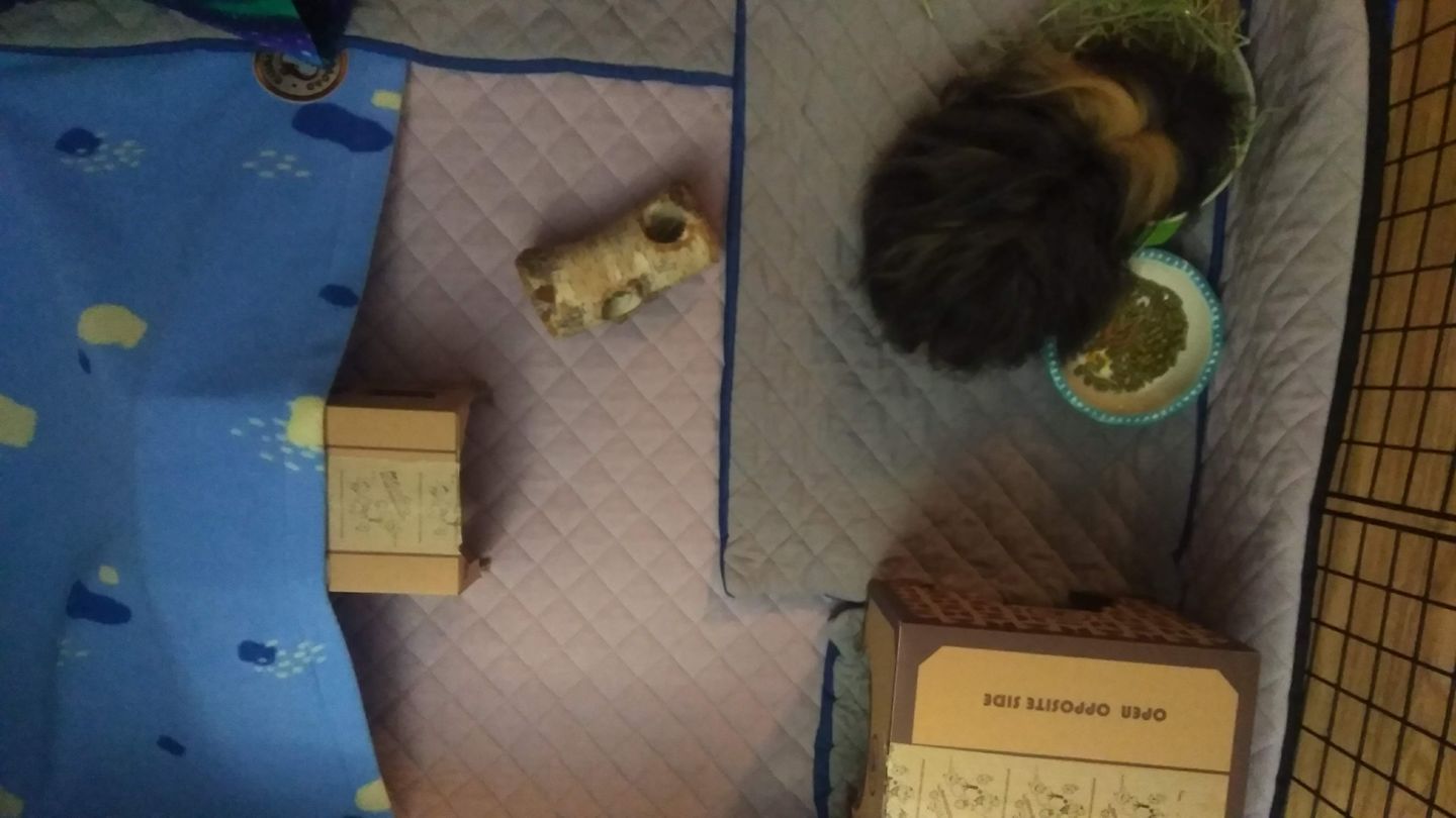 Customer photo review of GuineaDad Premium Liner - Ultra-Plush Guinea Pig Fleece Liner with AirCell™ Technology