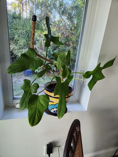 Customer photo of The Original Bendable Coir Pole™ - Best Seller (Tape Included) from Kathleen H.