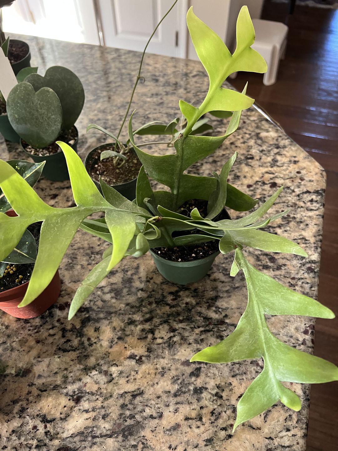 Customer photo review of 4" Cactus Selenicereus chrysocardium "Sharktooth"