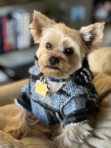 Customer photo review of Playa Poncho - Surprise Color