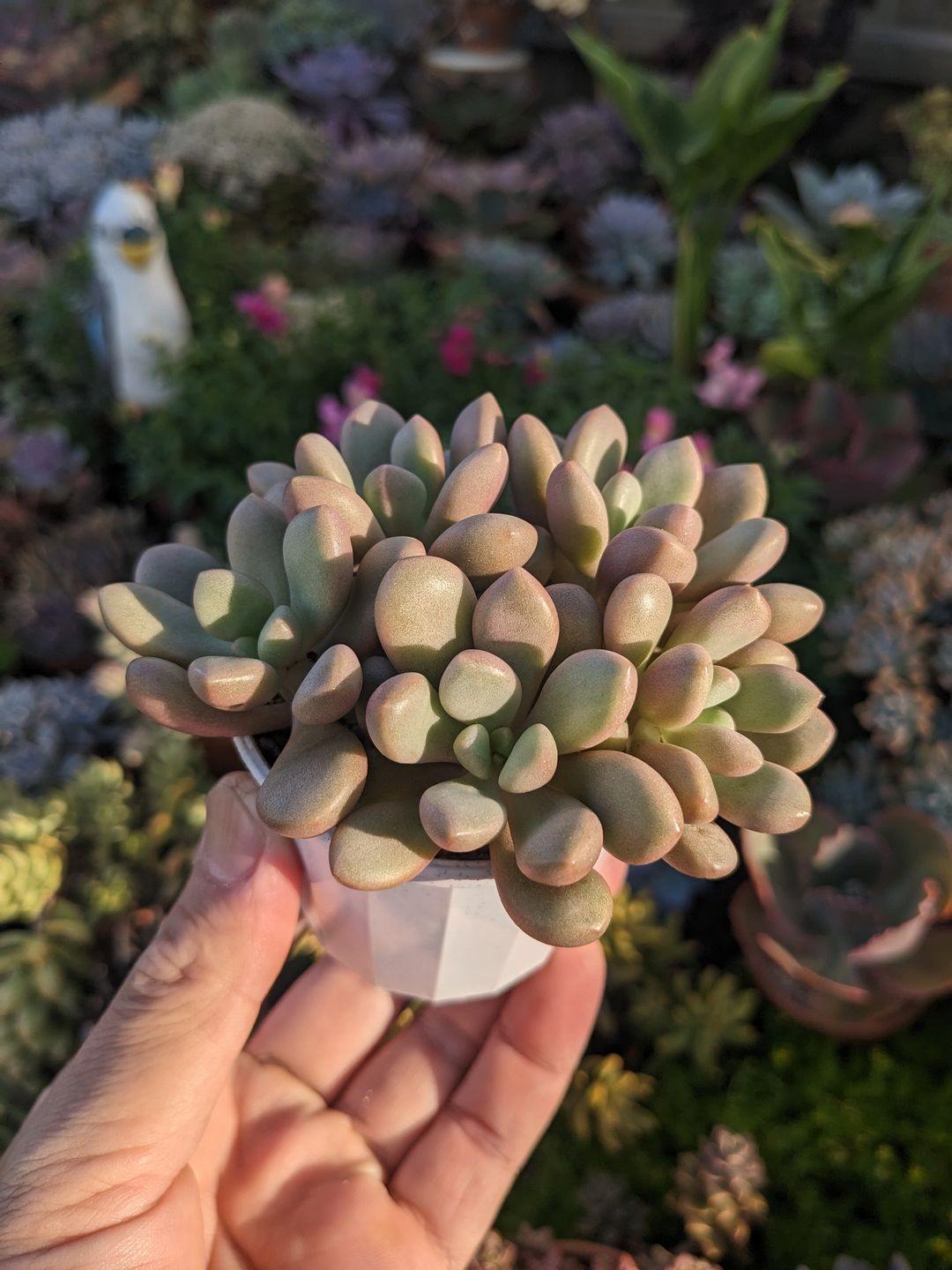 Customer photo review of Graptoveria 'avant-garde'