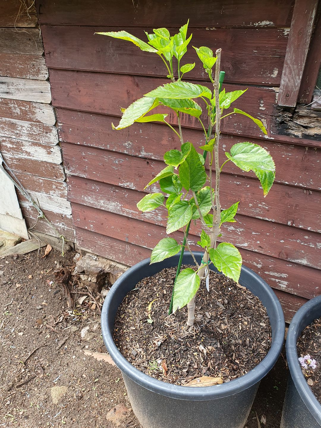 Customer photo review of Dwarf Mulberry - Black