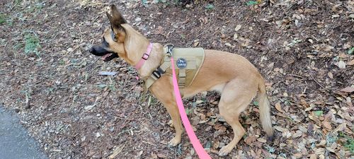 Customer photo review of Classic Heavy-Duty Tactical No-Pull Team K9™ Dog Harness With Front & Back D-Rings, Quick-Release Metal-Buckles, Hook & Loop Panels, & Top Handle