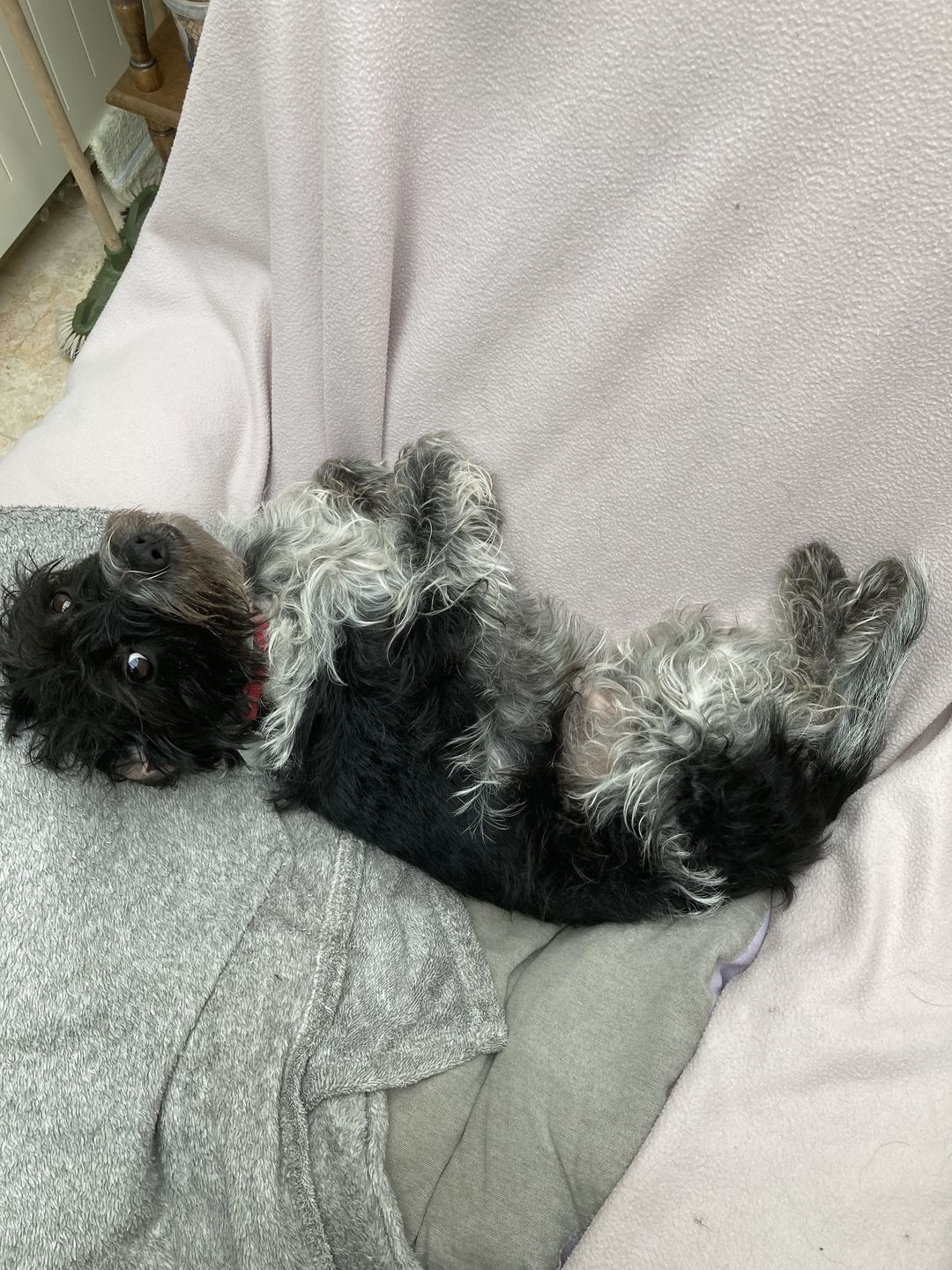 Customer photo review of Télécommande anti-aboiement PuppySafe