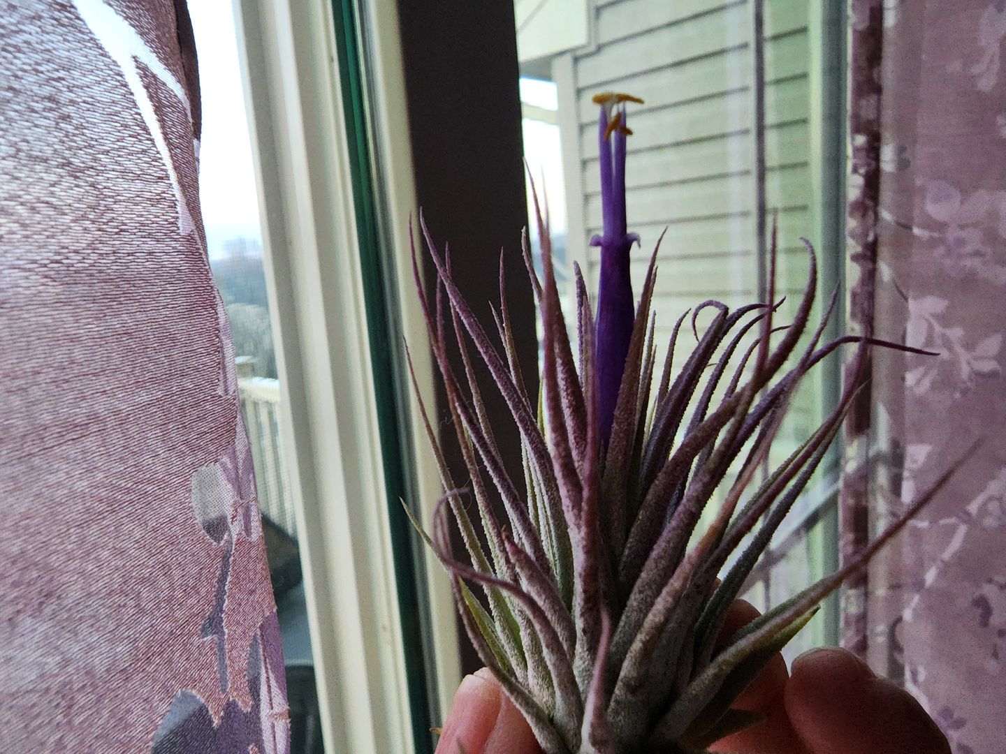 Customer photo review of Ionantha Lavender