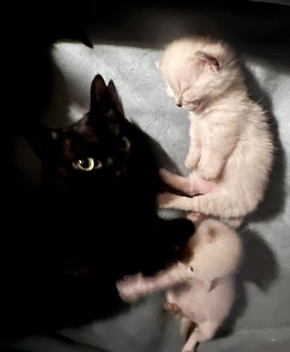 Customer photo review of 1x Case Mackerel Paté With Carrot and Pumpkin & 3x Packs Tuna Mousse Bundle