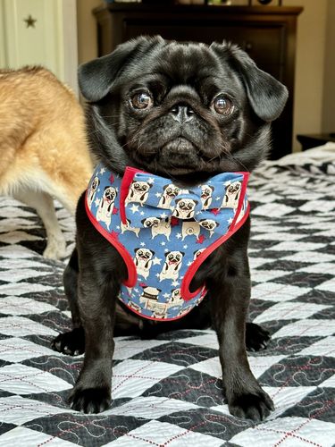 Customer photo review of Pug star dog harness set