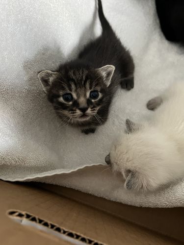 Customer photo review of 6x Packs (24 Tubes) Variety Mousse Bundle