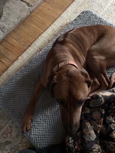 Customer photo review of Salmon Collar