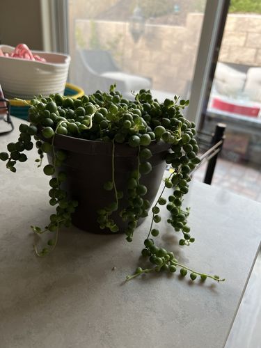 Customer photo review of String of Pearls | Senecio Rowleyanus