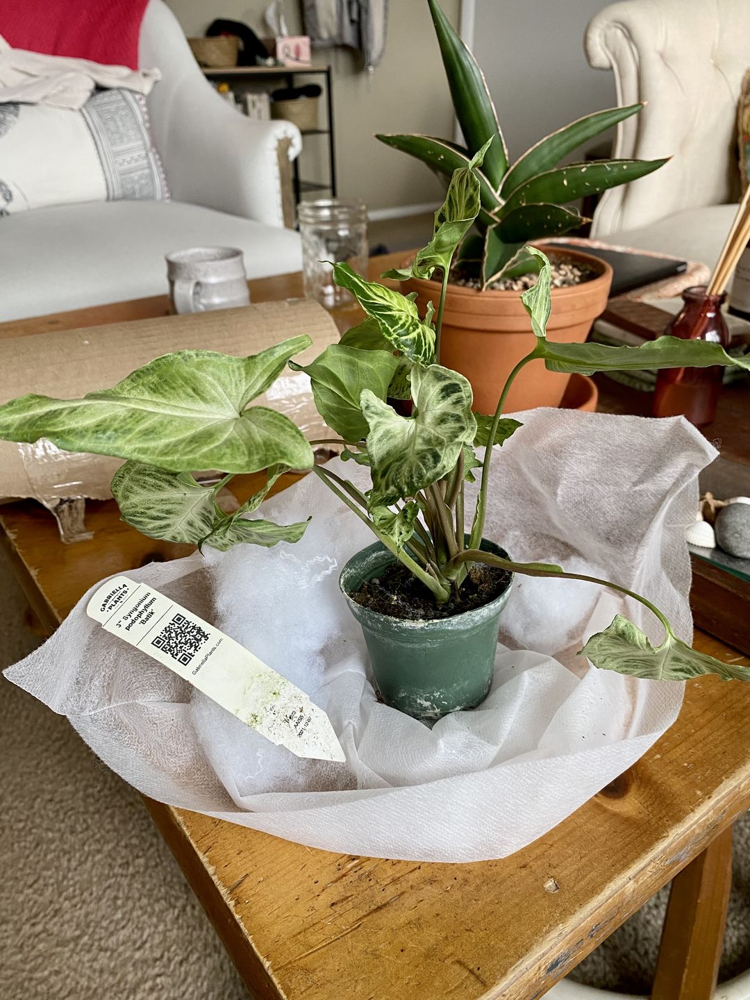 Customer photo review of 3" Syngonium podophyllum 'Batik'