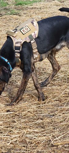 Customer photo review of Classic Heavy-Duty Tactical No-Pull Team K9™ Dog Harness With Front & Back D-Rings, Quick-Release Metal-Buckles, Hook & Loop Panels, & Top Handle