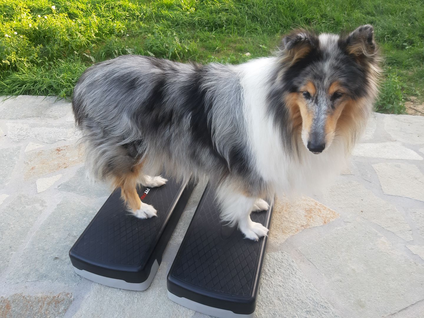 Customer photo review of LEGART POWER (60 cpr)  - Forza e vitalità nel cane