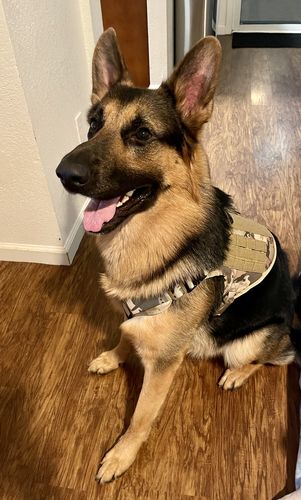 Customer photo review of Classic Heavy-Duty Tactical No-Pull Team K9™ Dog Harness With Front & Back D-Rings, Quick-Release Metal-Buckles, Hook & Loop Panels, & Top Handle