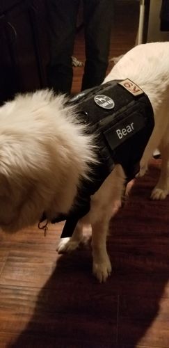 Customer photo review of Classic Heavy-Duty Tactical No-Pull Team K9™ Dog Harness With Front & Back D-Rings, Quick-Release Metal-Buckles, Hook & Loop Panels, & Top Handle