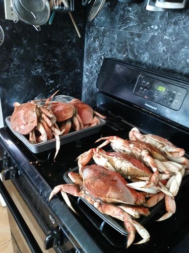 Customer photo review of Live Dungeness Crab