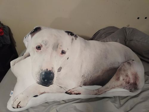 Customer photo review of Create A Custom Dog Pillow