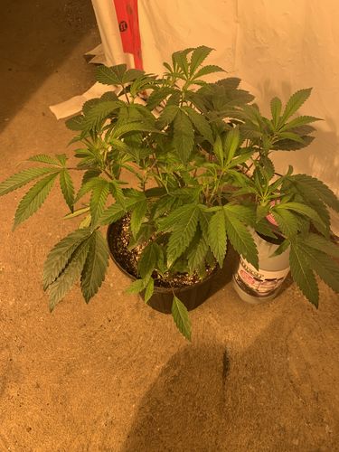 Customer photo review of TNB Enhancer CO2 Canister