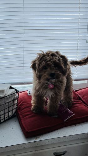 Customer photo review of Pink