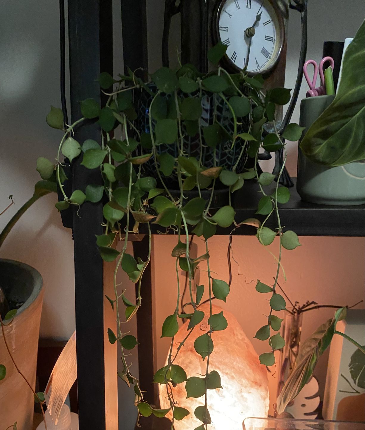 Customer photo review of 4" Hoya curtisii