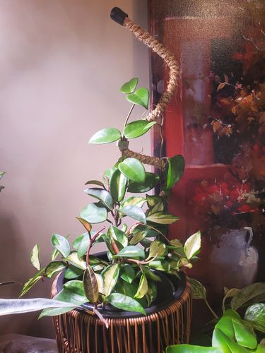 Customer photo of 6 Count - Mossify Pole Lover Package Deal from Patty O.