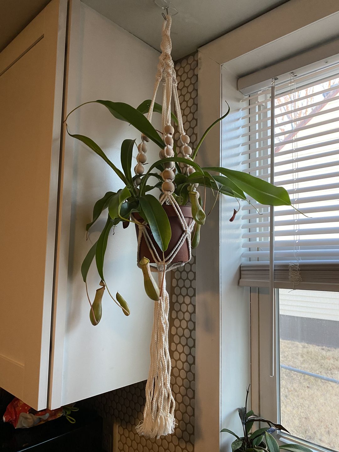 Customer photo review of 5" Carnivorous Nepenthes 'Alata' Hanging Basket