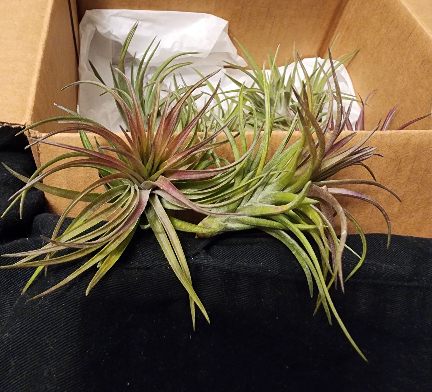 Customer photo review of Tenuifolia Purple Fan