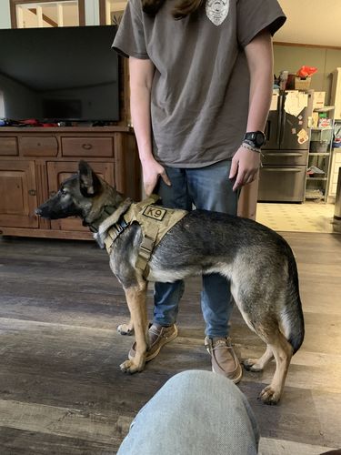 Customer photo review of Classic Heavy-Duty Tactical No-Pull Team K9™ Dog Harness With Front & Back D-Rings, Quick-Release Metal-Buckles, Hook & Loop Panels, & Top Handle
