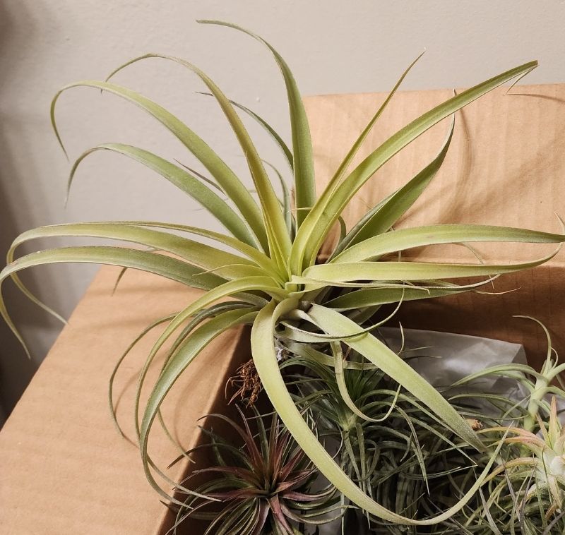 Customer photo review of X Betty  (xerographica x brachycaulos)  *Cannot Be Shipped Internationally*