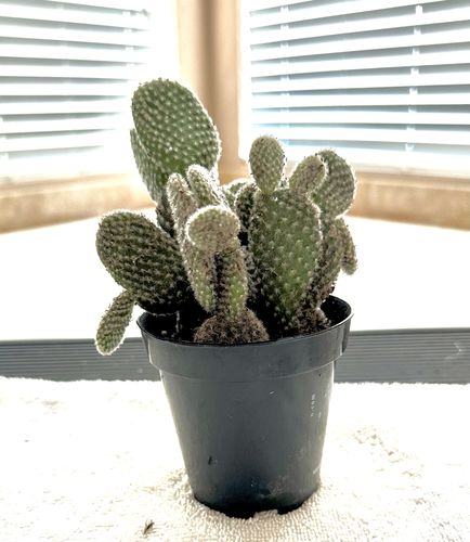 Customer photo review of Angel Wings Cactus | Opuntia Microdasys Albata