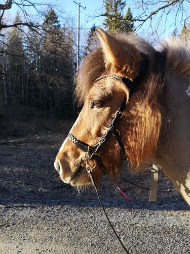 Customer photo review of Odessa Bonita multi bridle - plain leather bitstrap