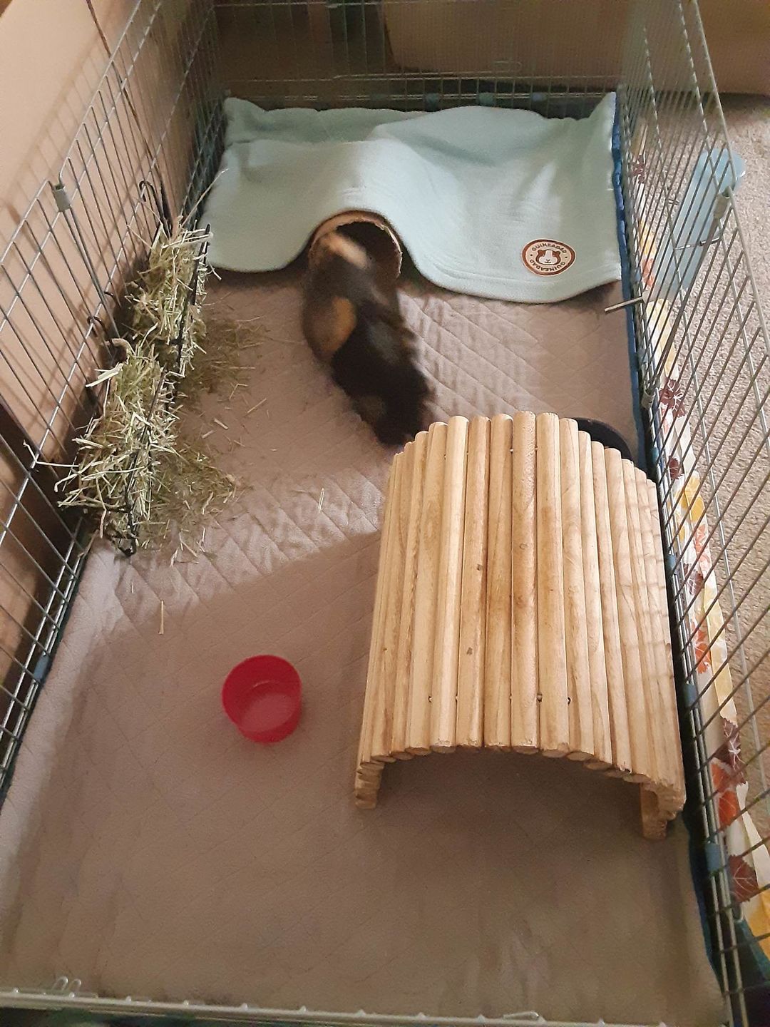 Customer photo review of GuineaDad Liner - Guinea Pig Fleece Liner with Pockets
