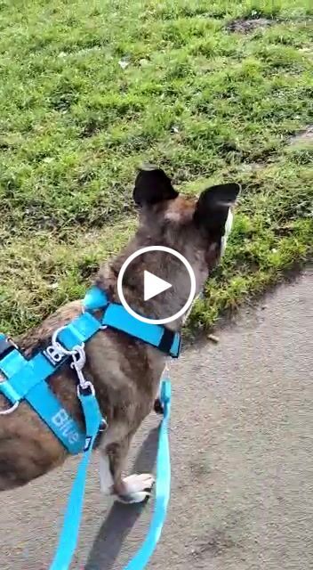 Customer video review of TRI-Harness® | Anti-Pull, Adjustable & Durable - Dog Trainers Choice -  Light Blue v2.0
