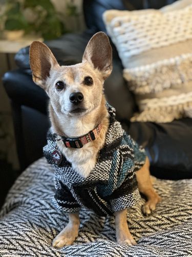 Customer photo review of Playa Poncho - Surprise Color