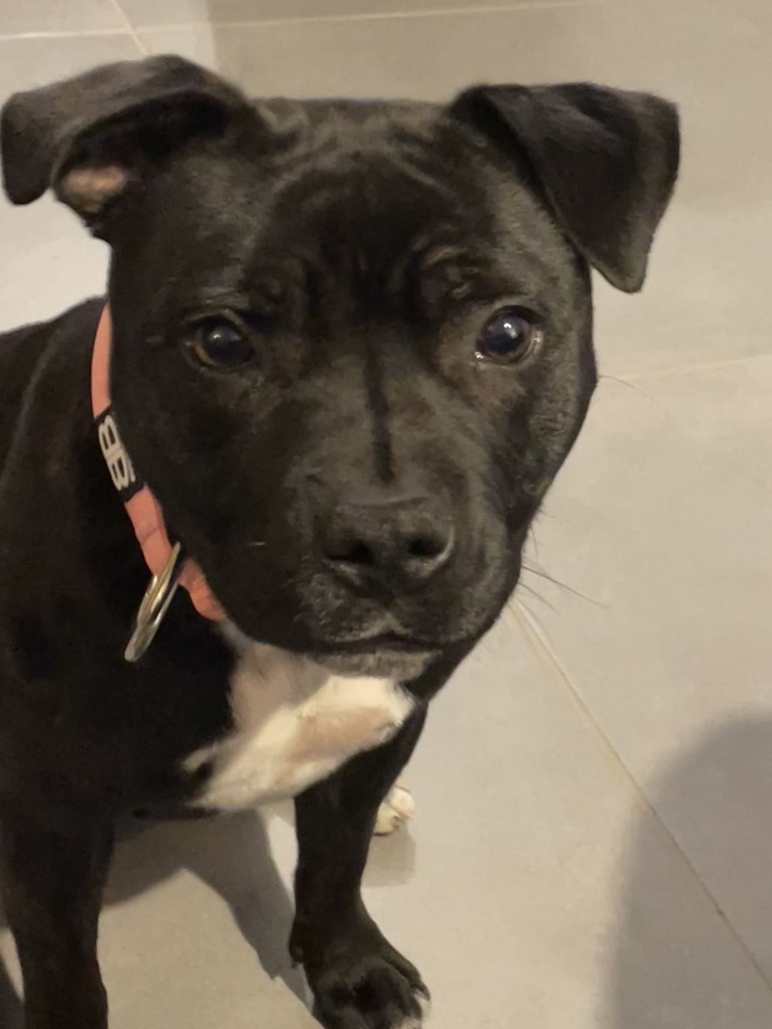 Customer photo review of 4cm Combat® Collar | Rated Clip - NO HANDLE - Pink v2.0