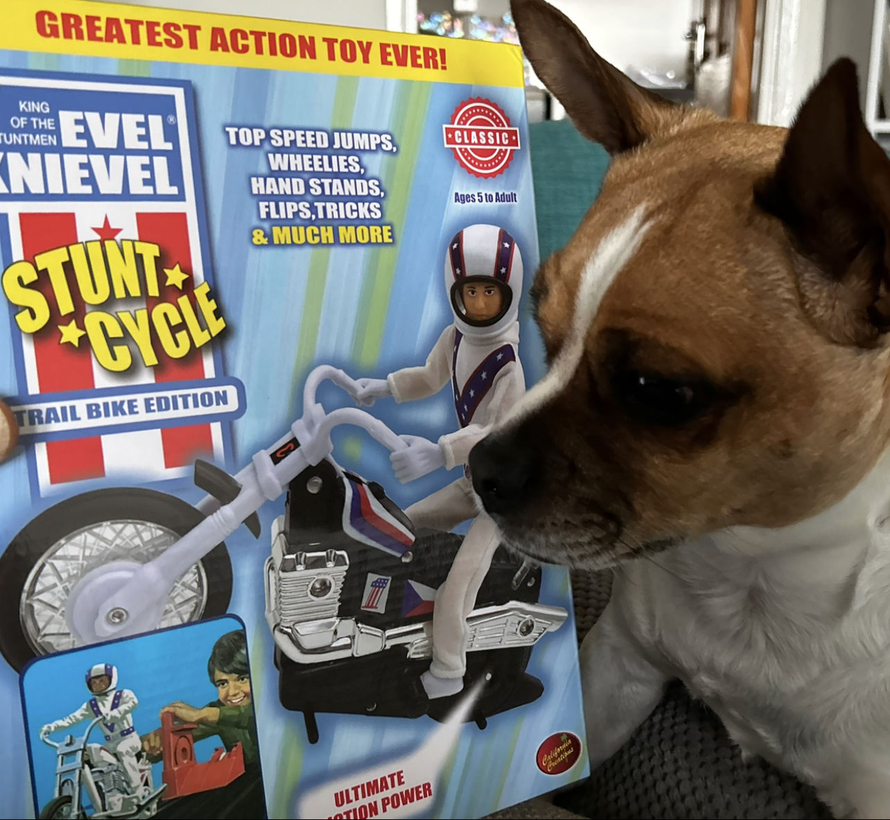Customer photo review of Pre-Order Now | Ships 3rd week of January | Evel Knievel Stunt Cycle - Trailbike Edition / Black
