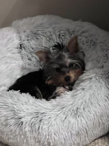 Customer photo review of Original Calming Donut Cuddler Cat and Dog Bed