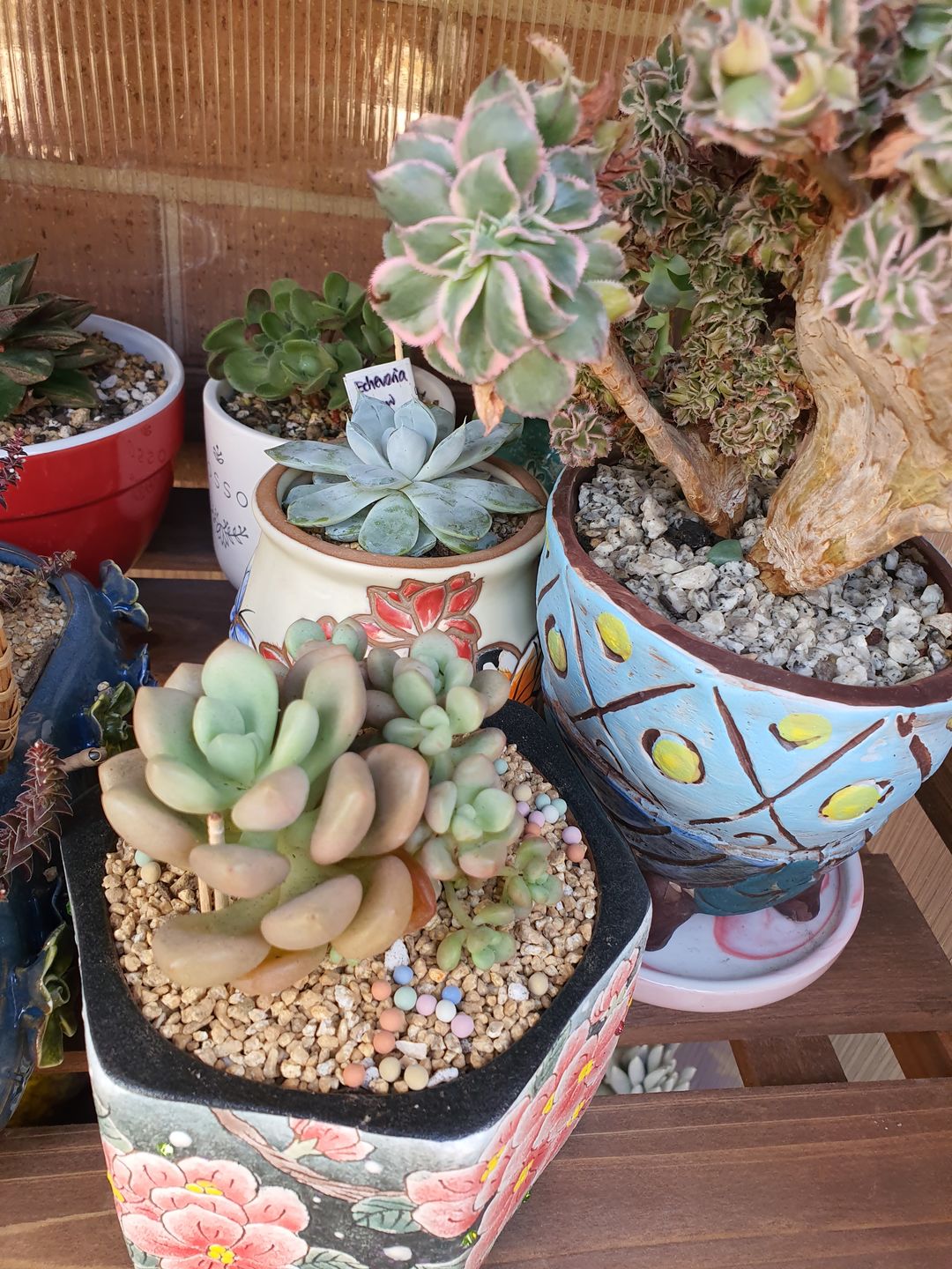 Customer photo review of Graptoveria 'avant-garde'