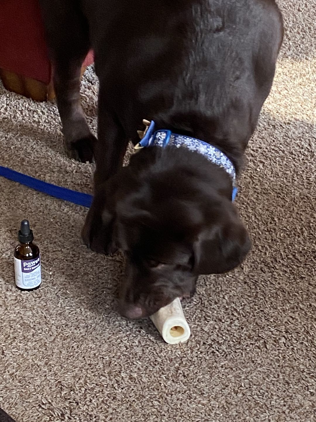 Customer photo review of Daily Support - Full Spectrum Hemp CBD Oil - For All Pets Over 20 Pounds