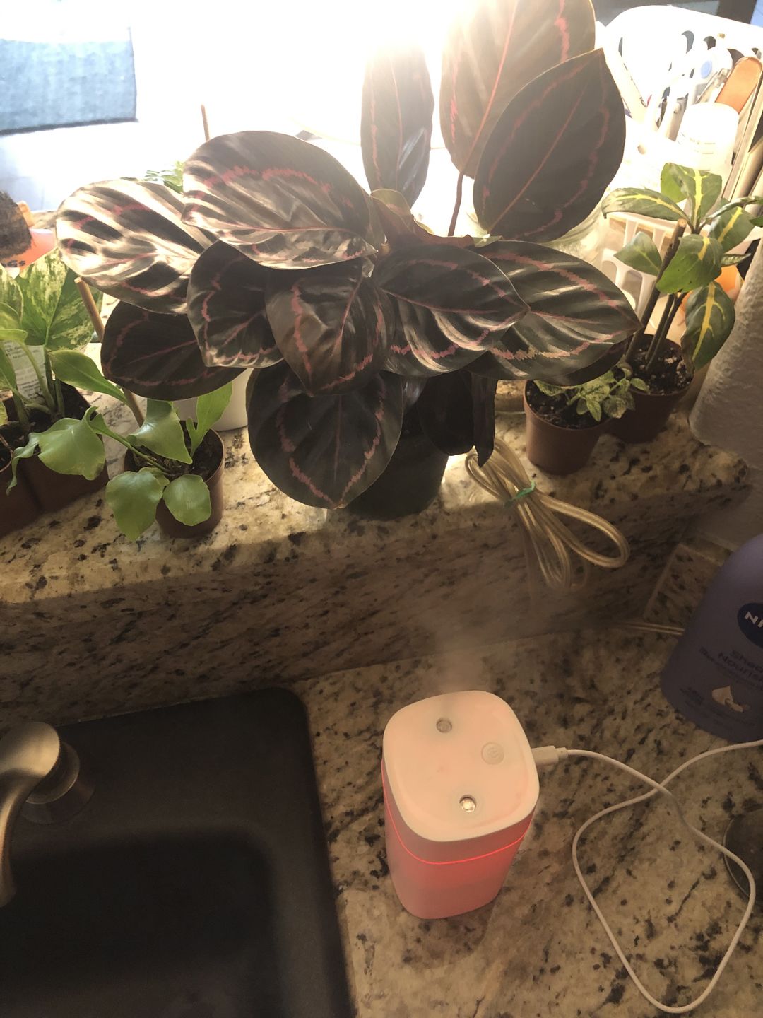 Customer photo review of 4" Calathea roseopicta 'Dottie'