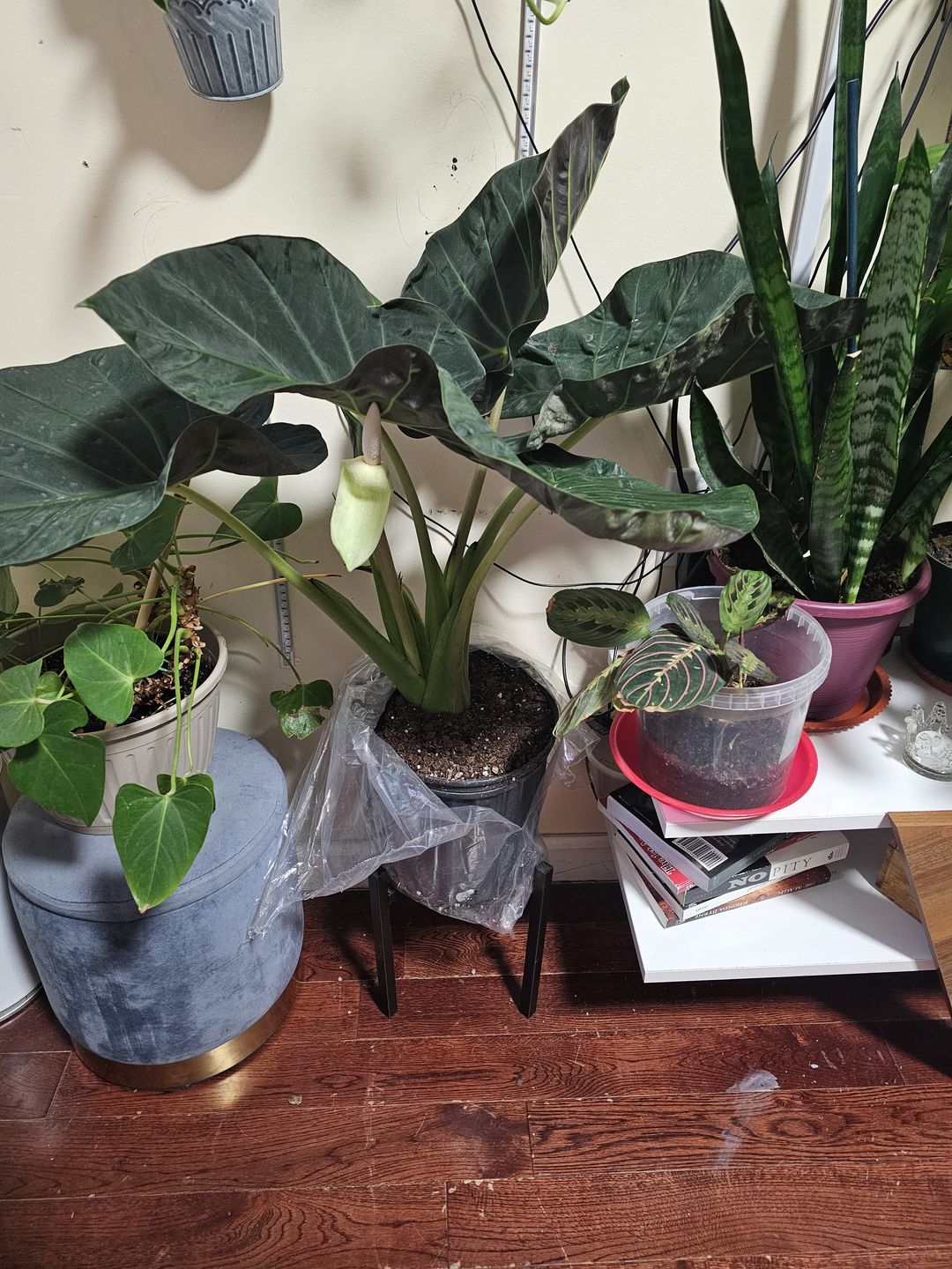 Customer photo review of Alocasia Regal Shields, Elephant Ears Live Tropical Plant